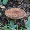 Lepiota brunneoincarnata
